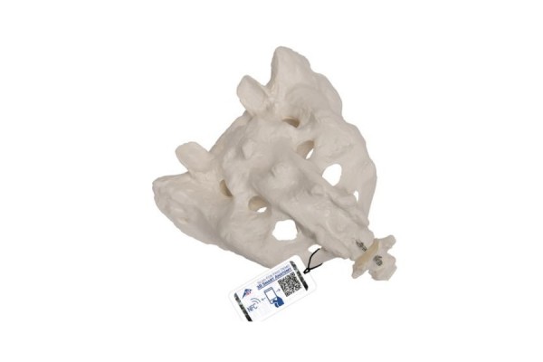 model ludzkiej kości krzyżowej i kości guzicznej - 3b smart anatomy - 1000139 [a70/6] 3b scientific modele anatomiczne 2